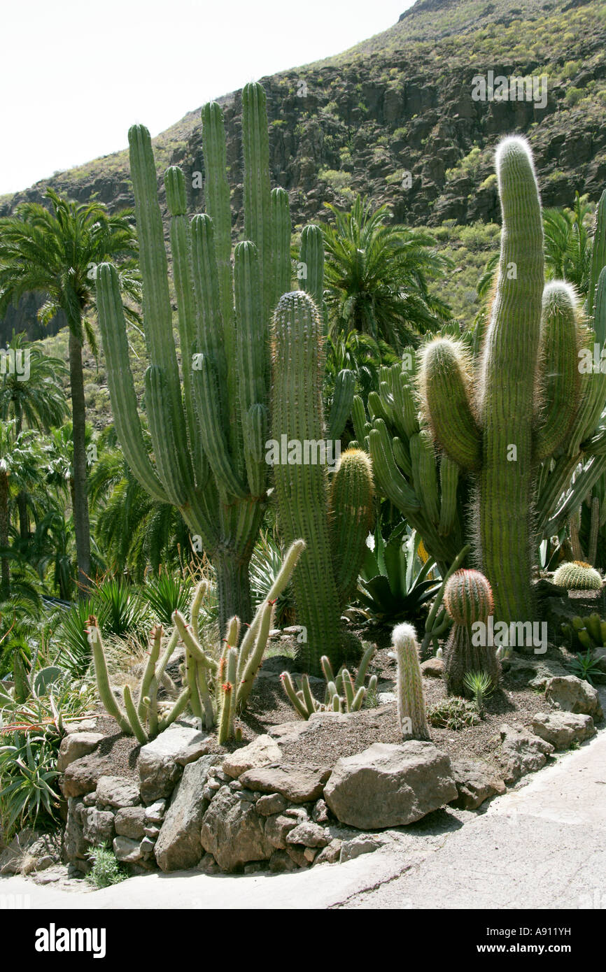 Kakteen Pflanzen im Palmitos Park Botanischer Garten Gran Canaria Kanaren Stockfoto