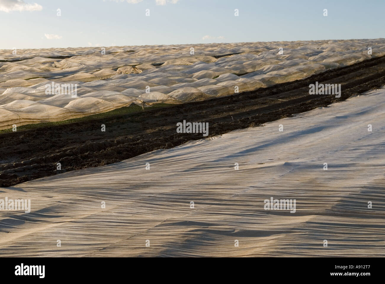 Kunststofffolien auf landwirtschaftlichen Flächen, Polyethylenfolien, die ganzjährig für den Pflanzenschutz verwendet werden. Intensivlandwirtschaft. In der Nähe von Petworth, West Sussex UK Stockfoto