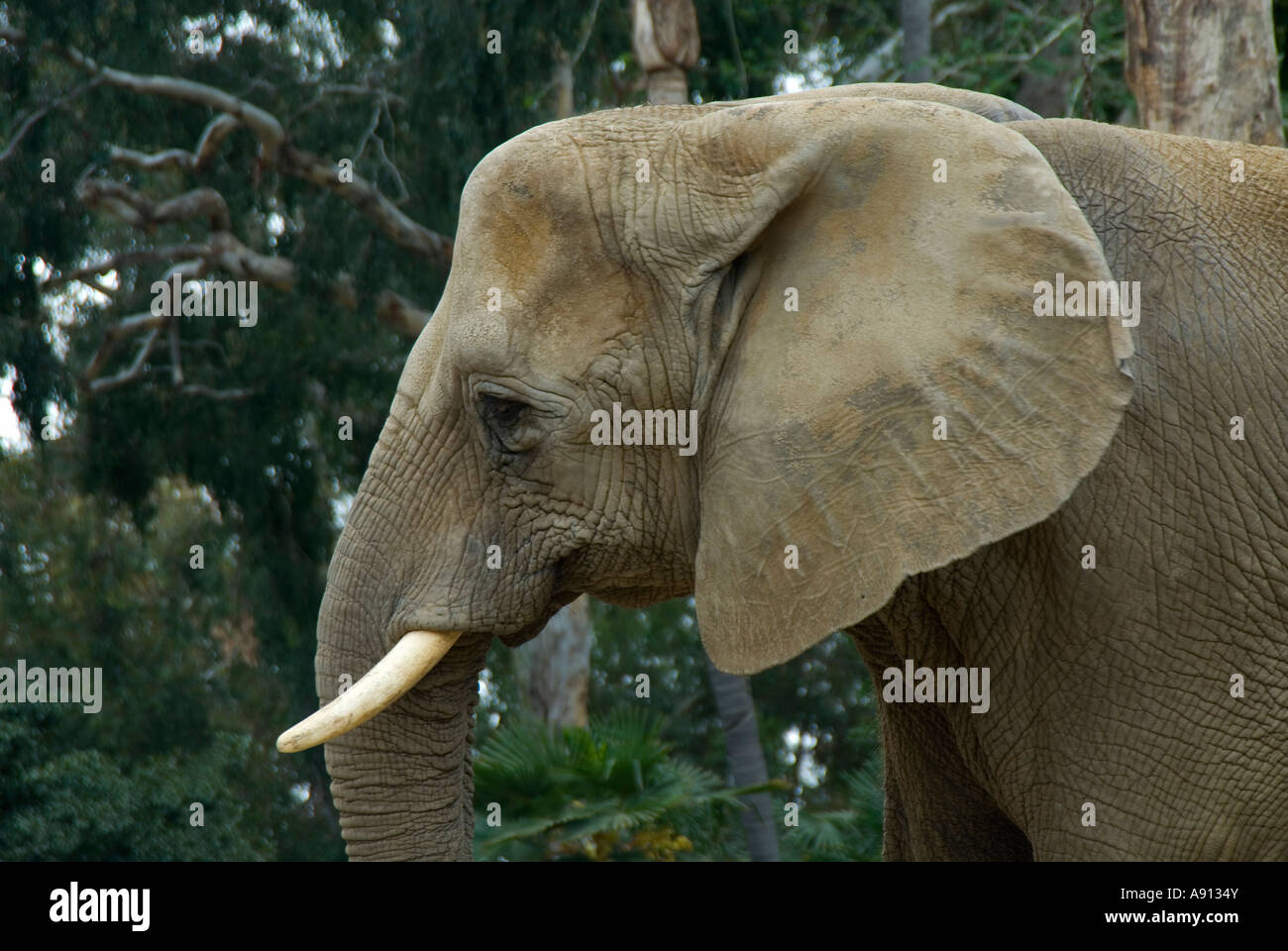 Indischer Elefant Stockfoto