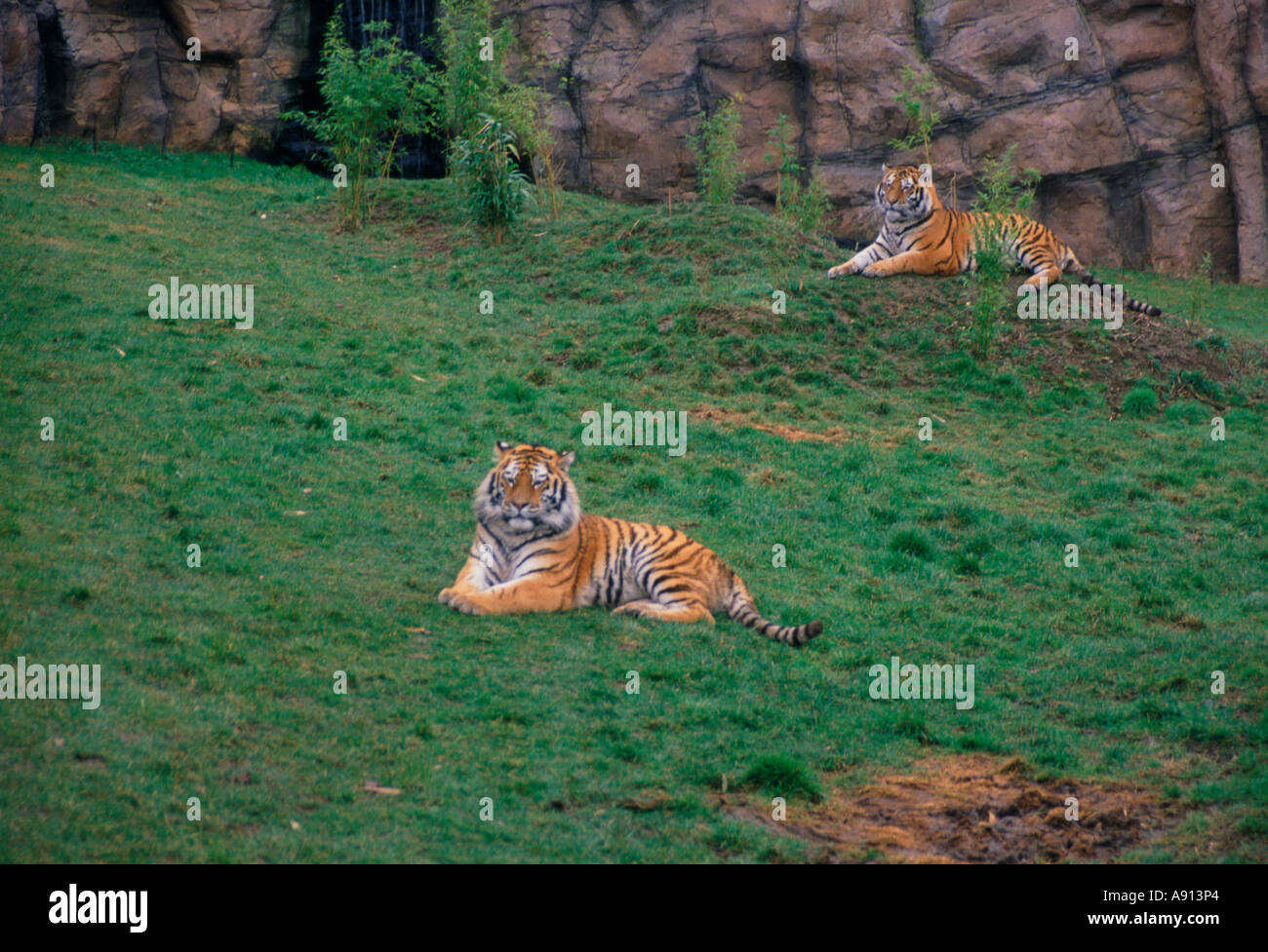 Amur Tiger Colchester Zoo, Essex, England Stockfoto
