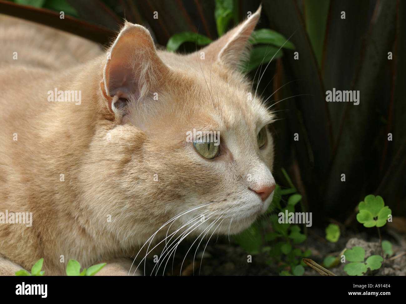 Pale Ginger Domestic Cat Stalking Beute UK Stockfoto