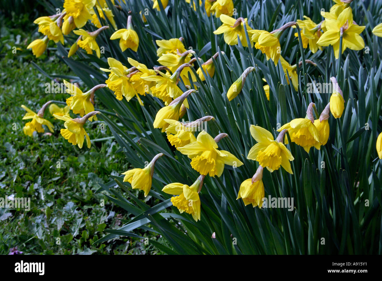 Narzissen (Narcissus) in Dorset, England. Europa Stockfoto