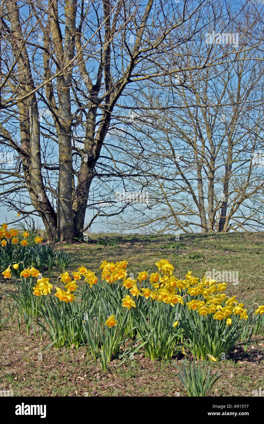 Narzissen (Narcissus) und Bäume im Vorfrühling, Dorset, UK. Europa Stockfoto