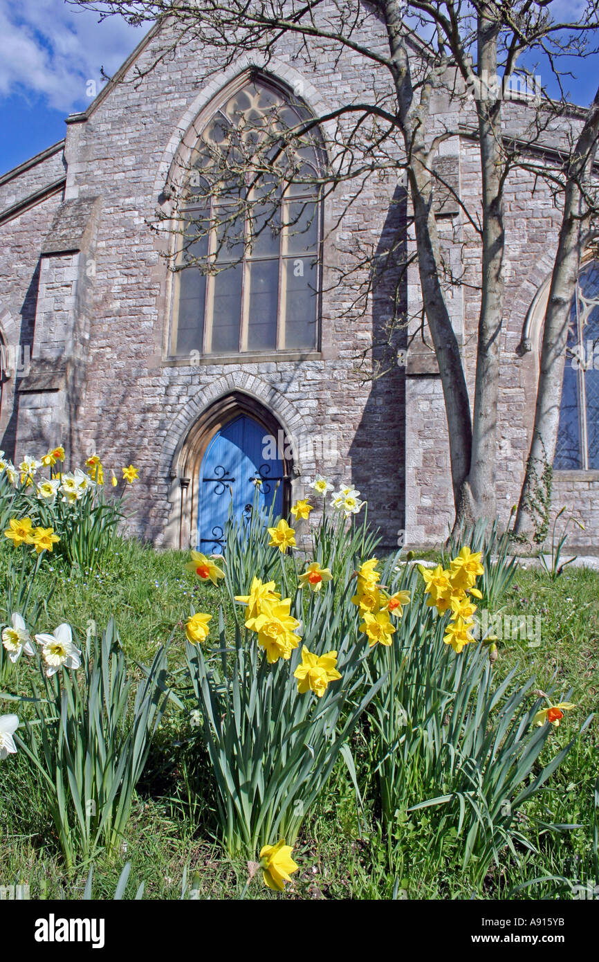 Narzissen (Narcissus) in Ringwood Kirche, Dorset, UK. Europa Stockfoto