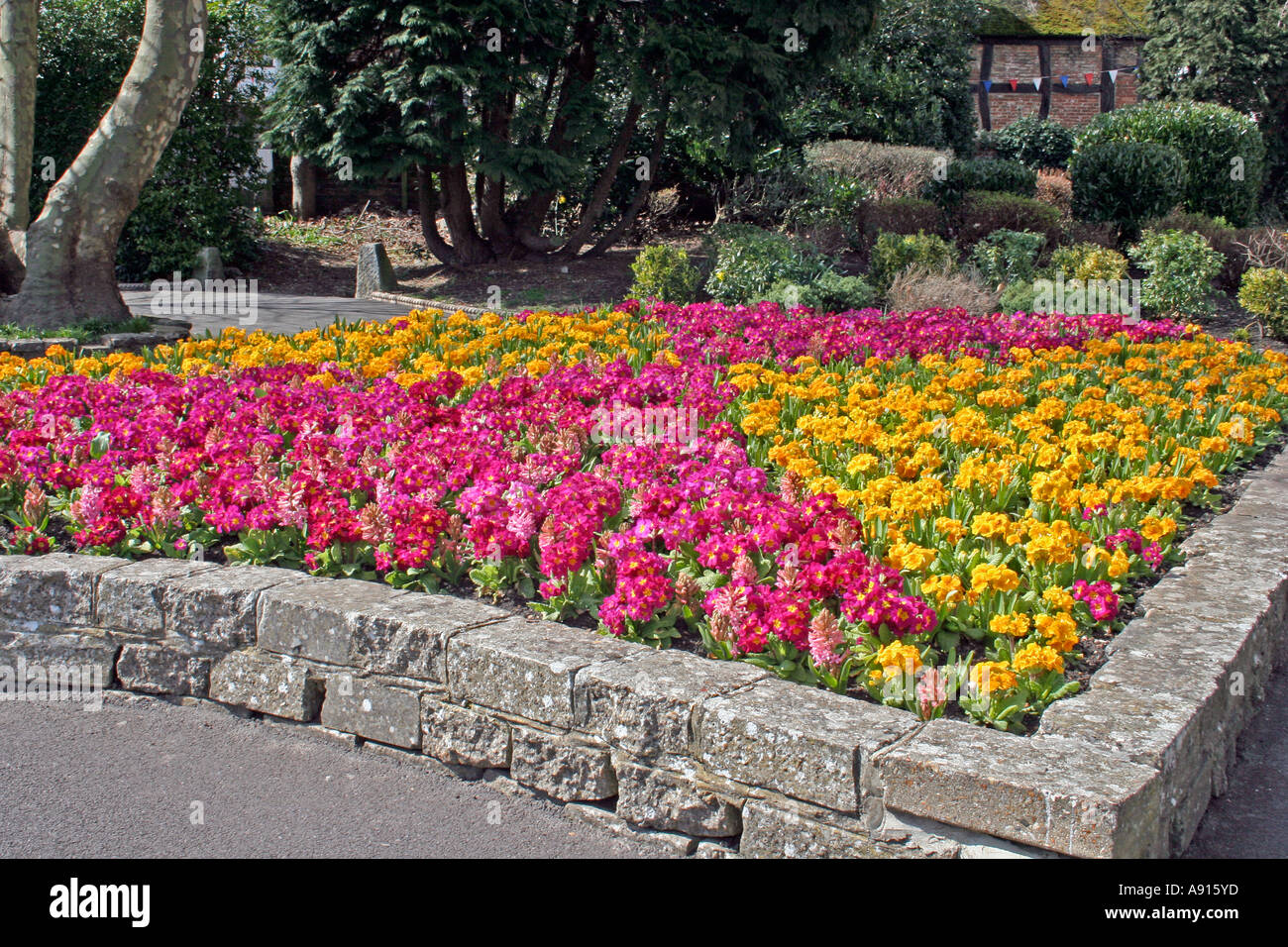 Formale Darstellung der Frühling Beetpflanzen, Christchurch, Dorset, UK. Europa Stockfoto
