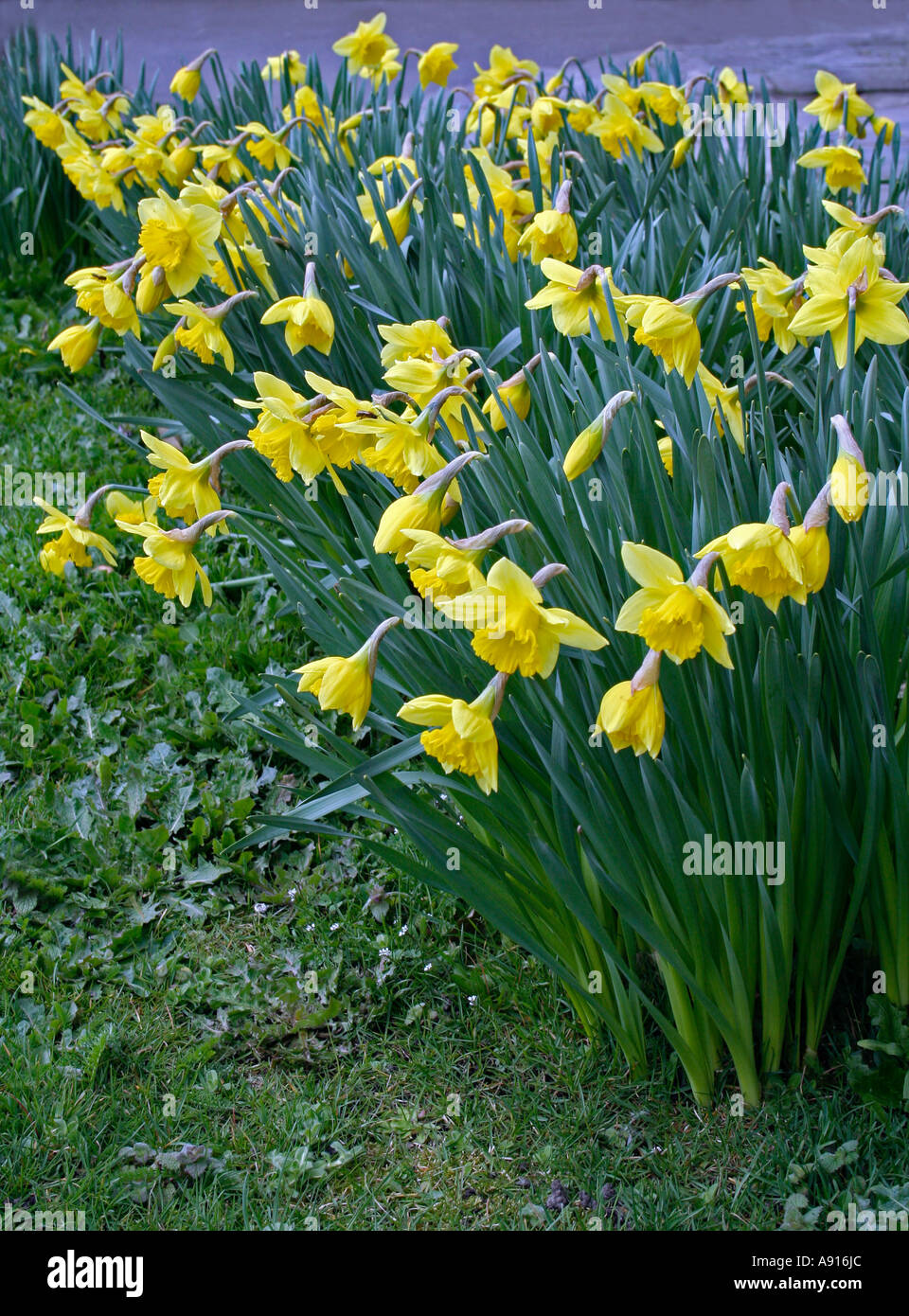 Narzissen (Narcissus) Dorset, UK. Europa Stockfoto