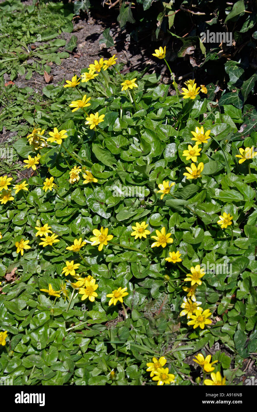 Kleinen Schöllkraut blüht im zeitigen Frühjahr, (Ranunculus Ficaria) Wiltshire, UK. Europa Stockfoto