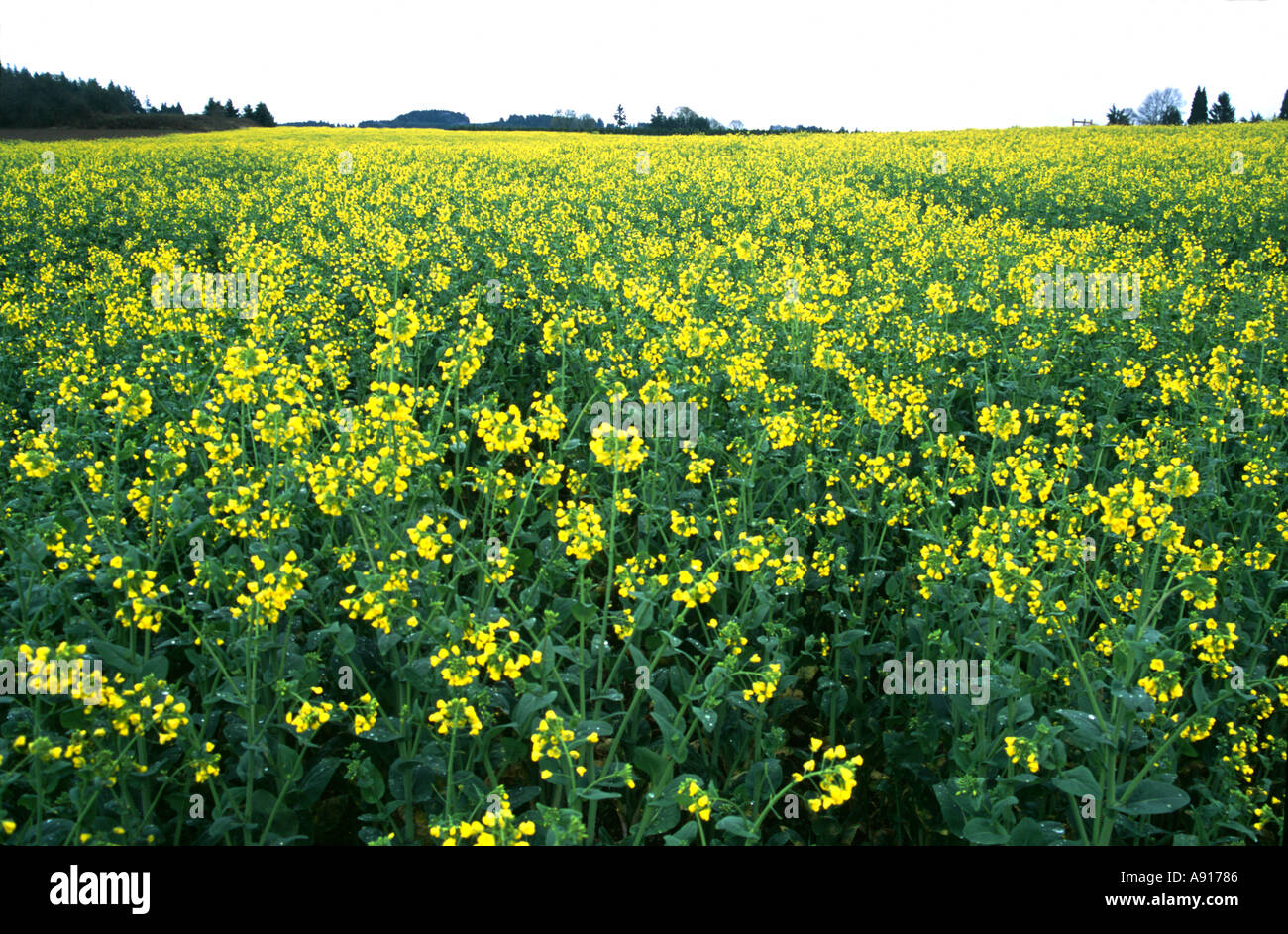 ein Feld von Senf Brassica Campestris in Oregon Stockfoto