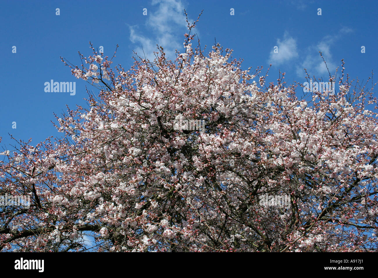 Spring Blossom im April, Dorset, UK. Europa Stockfoto