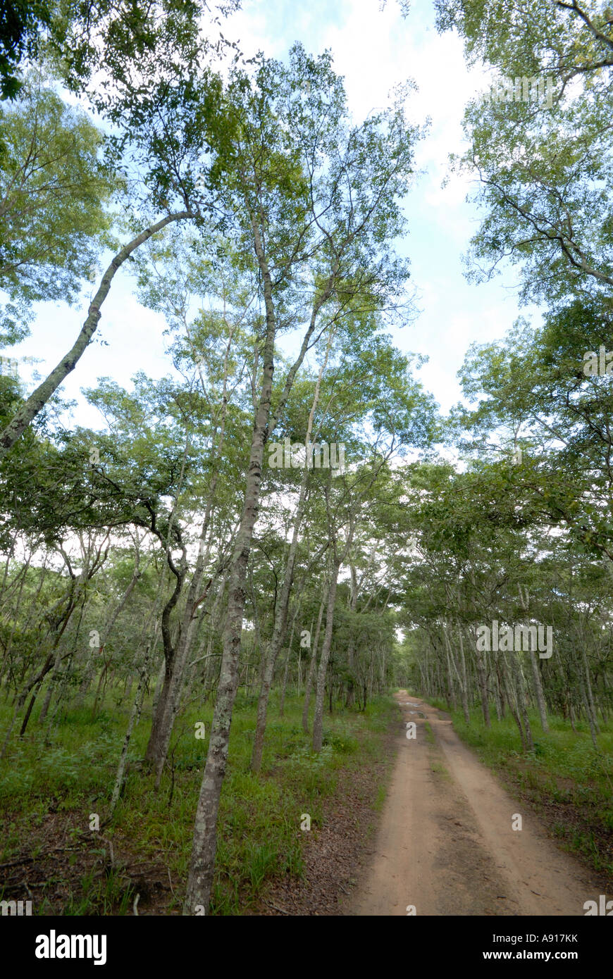 Miombo Waldland in Simbabwes Lake Chivero Nationalpark. Stockfoto