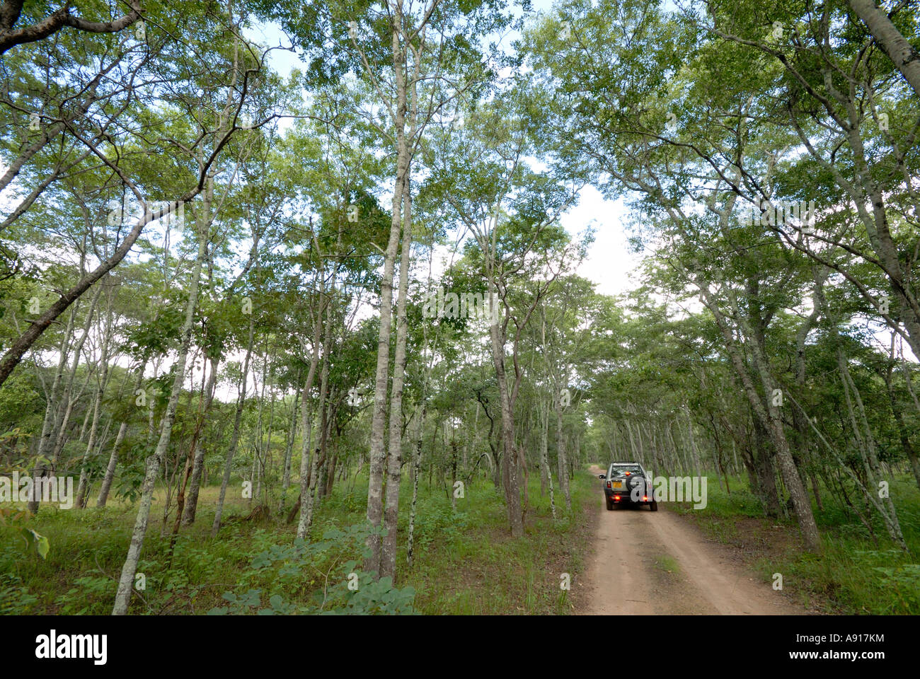 Miombo Waldland in Simbabwes Lake Chivero Nationalpark. Stockfoto