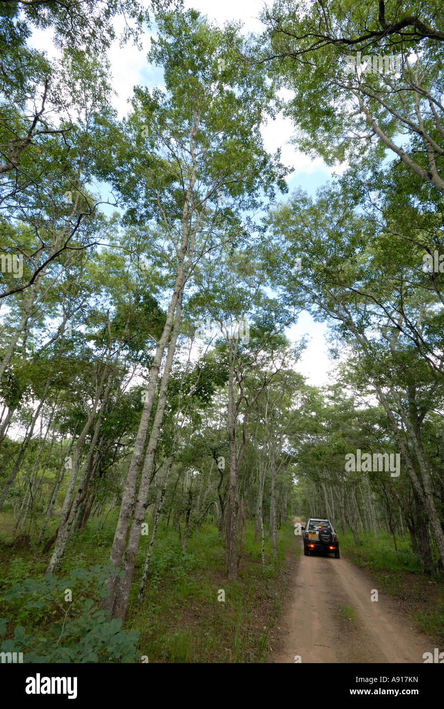 Miombo Waldland in Simbabwes Lake Chivero Nationalpark. Stockfoto