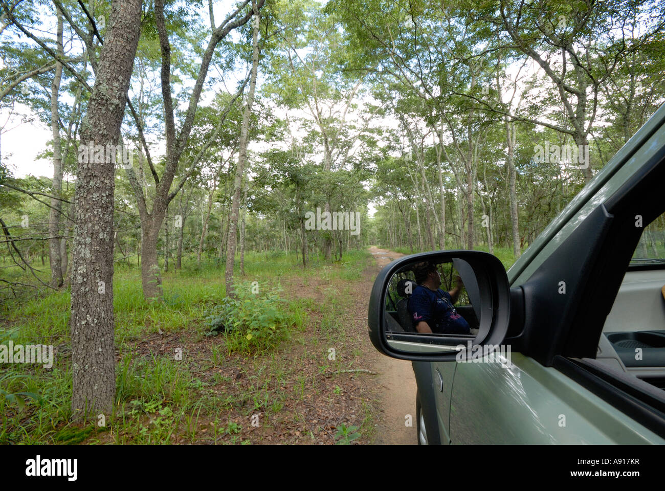 Miombo Waldland in Simbabwes Lake Chivero Nationalpark. Stockfoto