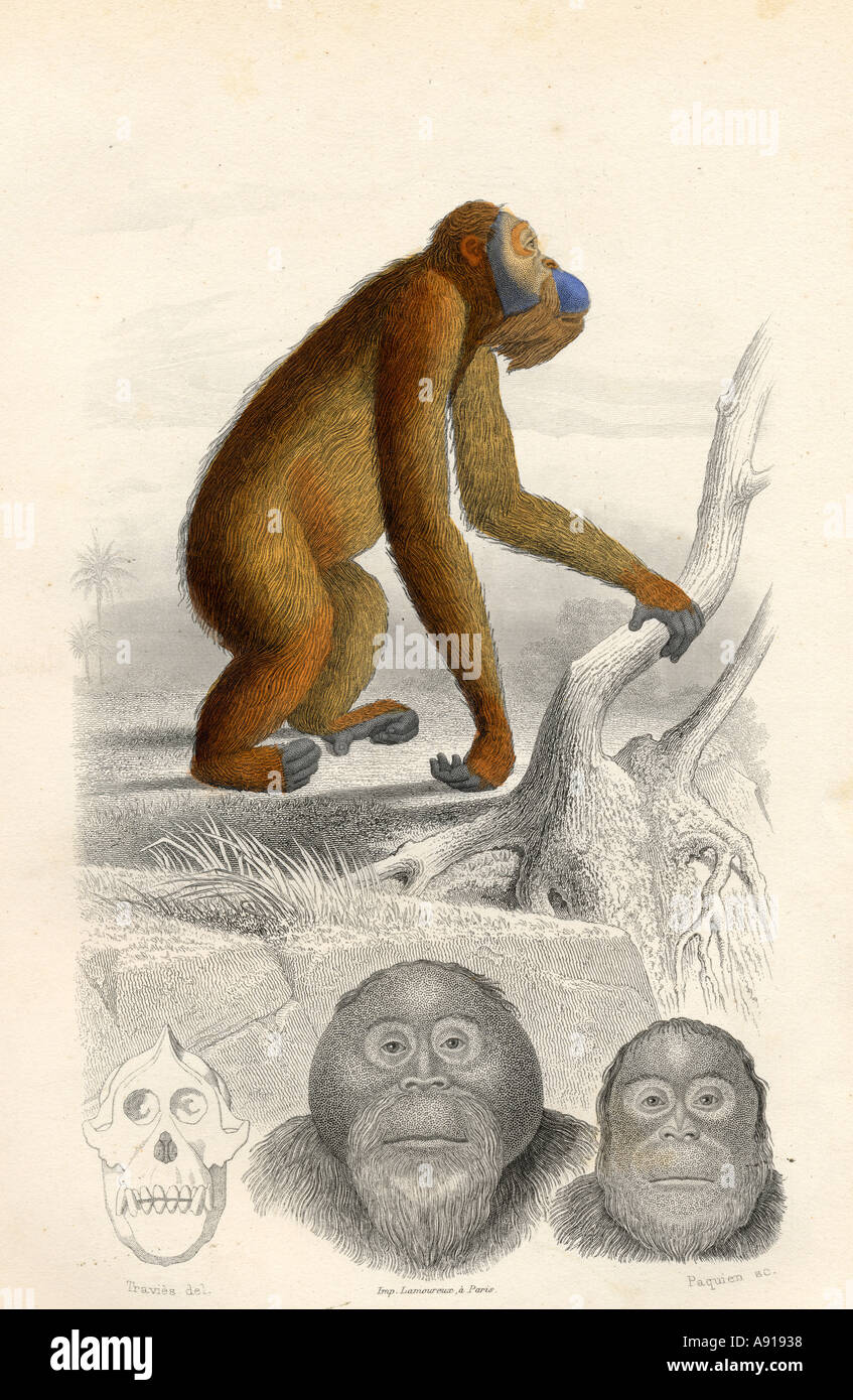 Orang Utan, gezeichnet von Edouard Travies, gestochen von Paquien Stockfoto