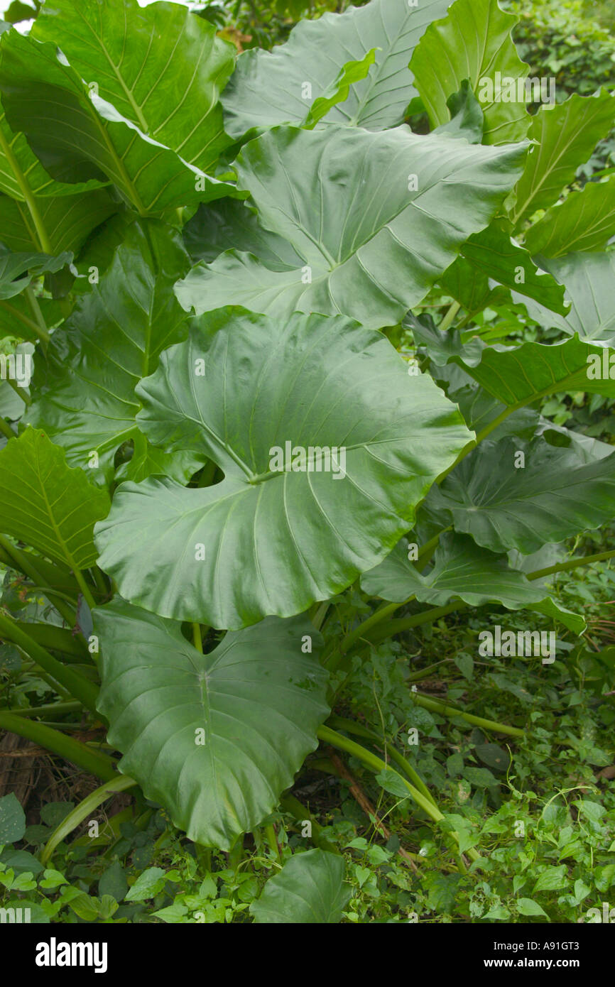 Alocasia Macrorrhiza, Riesen-Taro, Elefanten-Ohr Stockfotografie - Alamy