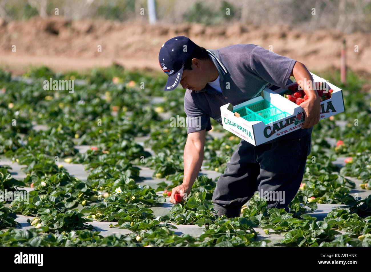 Zugewanderten Landarbeiter nimmt Erdbeeren wachsen auf Plastik Mulch in Santa Maria, Kalifornien. Stockfoto