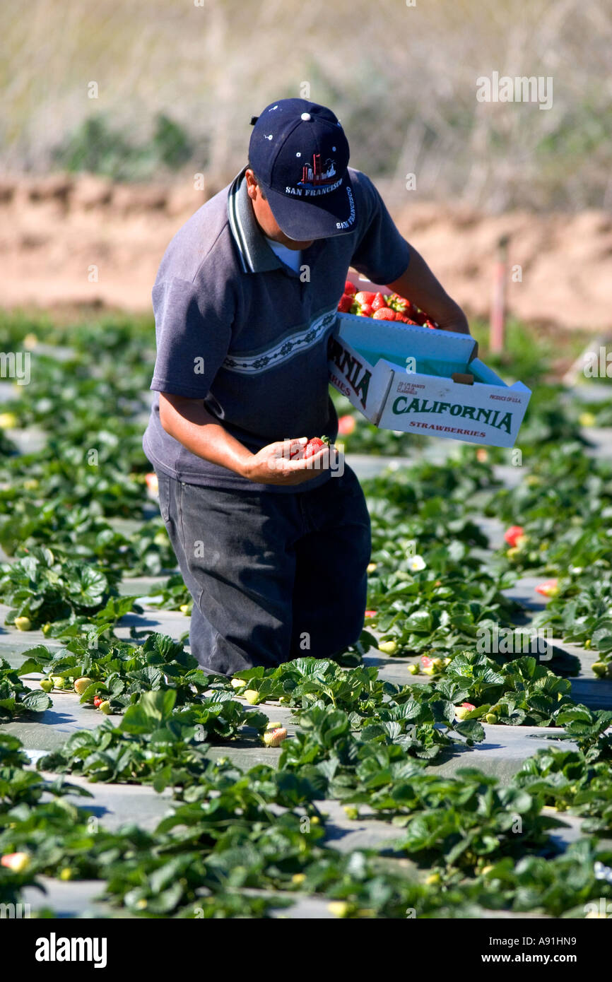 Zugewanderten Landarbeiter nimmt reife Erdbeeren wachsen auf Plastik Mulch in Santa Maria, Kalifornien. Stockfoto