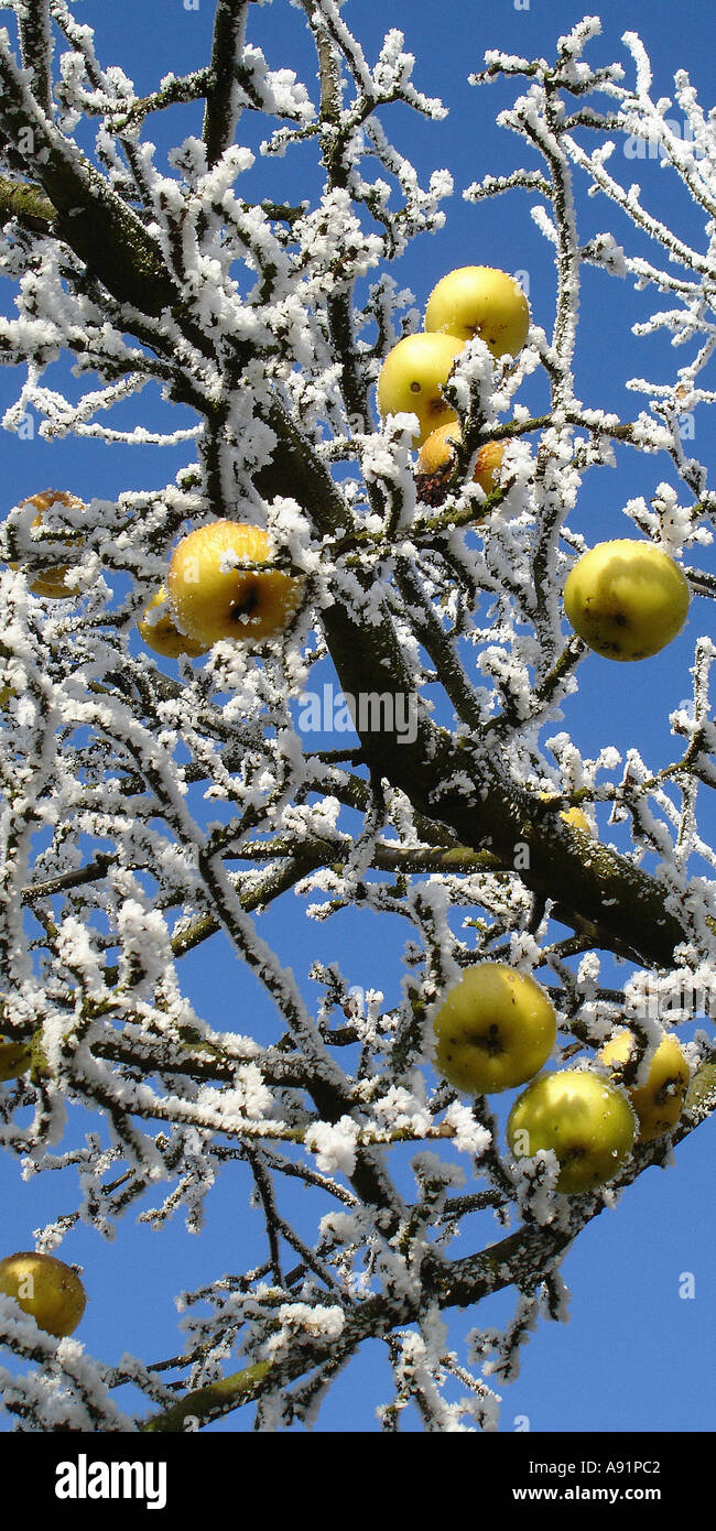 gefrorene Äpfel an einem Baum Gefrohrene Äpfel ein Einem Baum Stockfoto