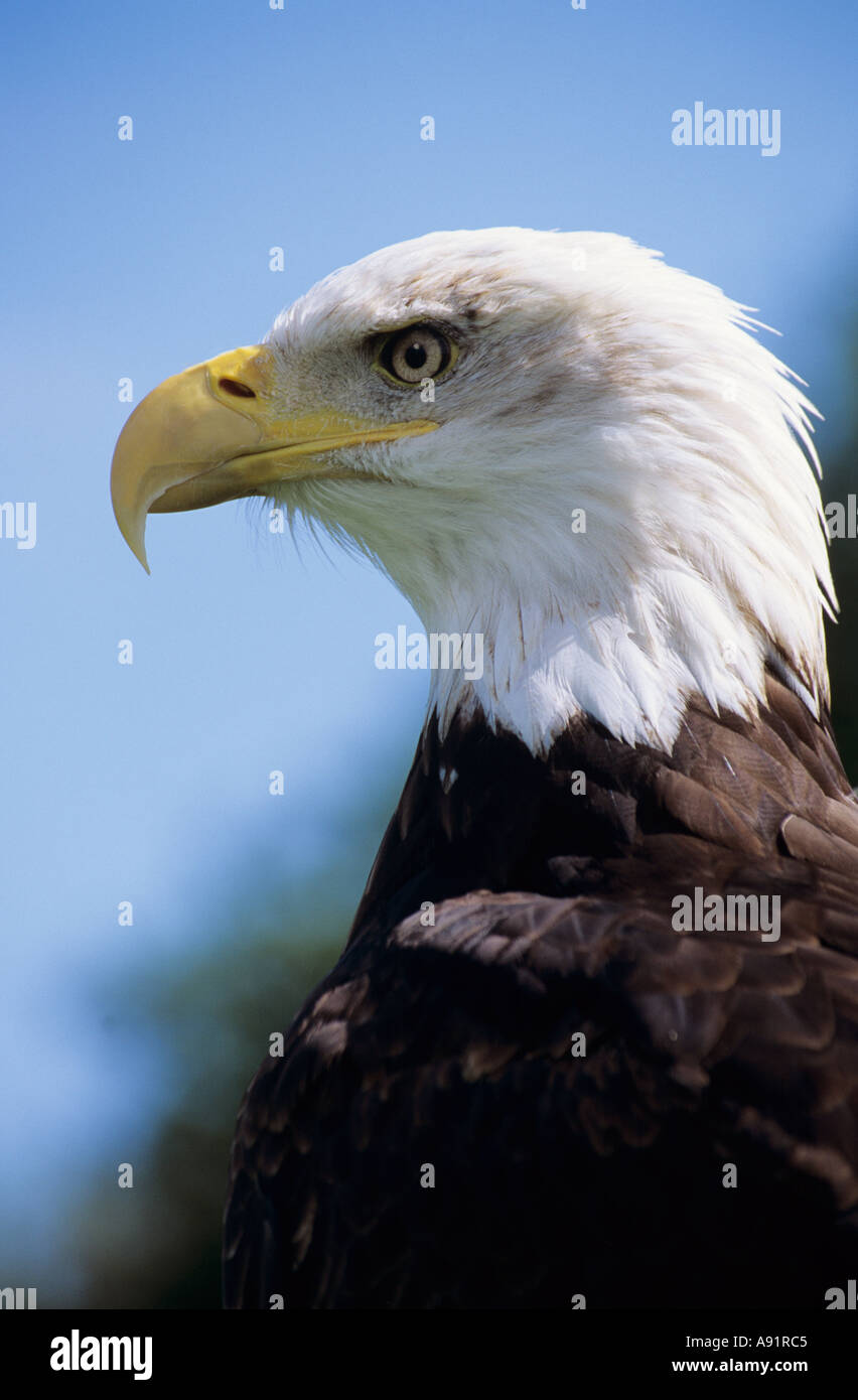 Weißkopf-Seeadler Stockfoto