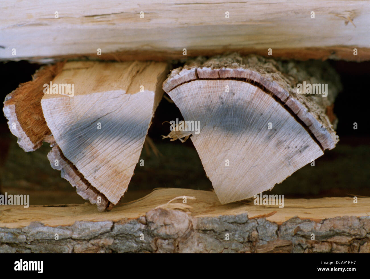 Holz Haufen gestapelt für austrocknen Stockfoto