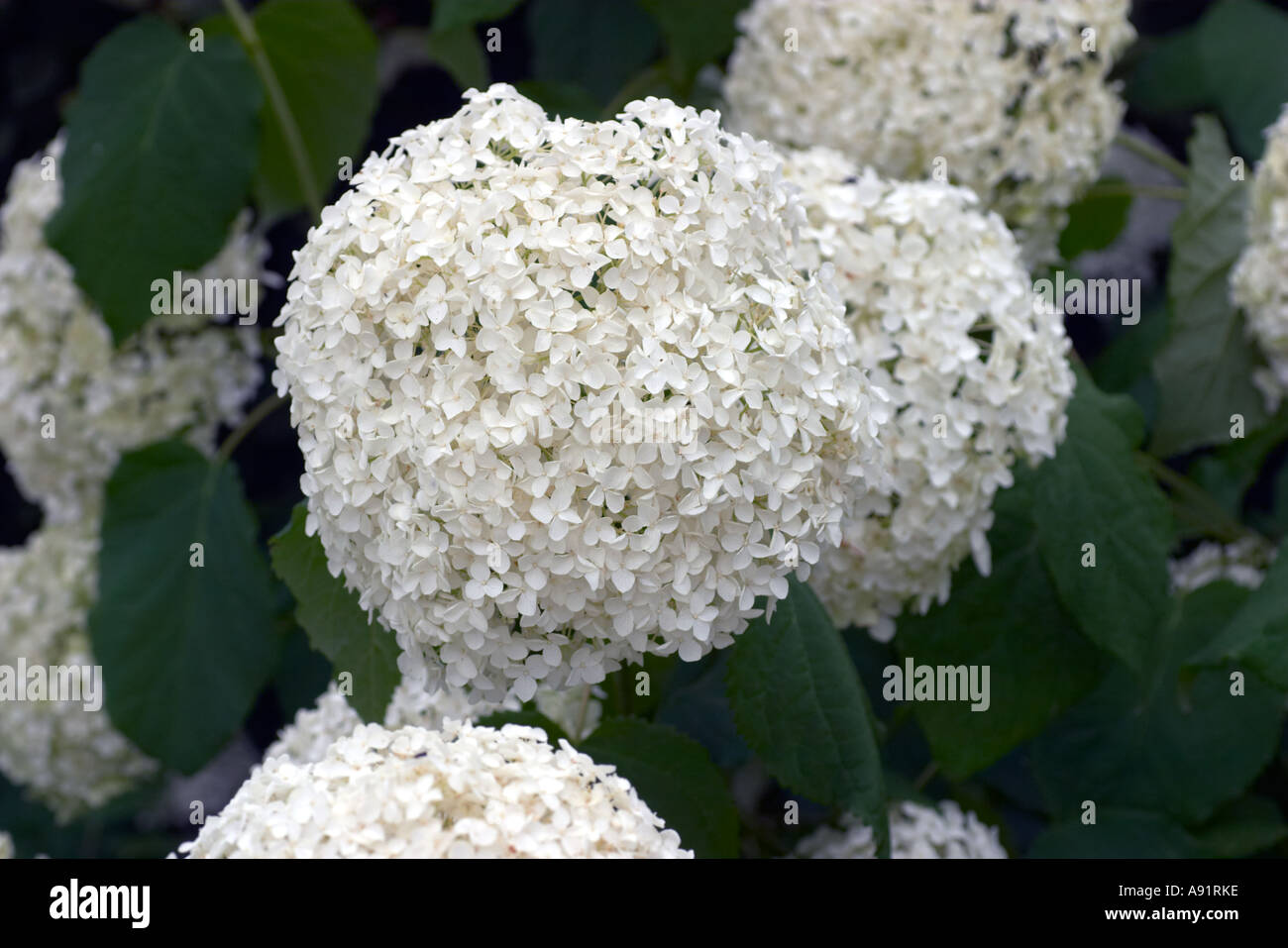 Hydrangea Arborescens Annabelle Stockfoto