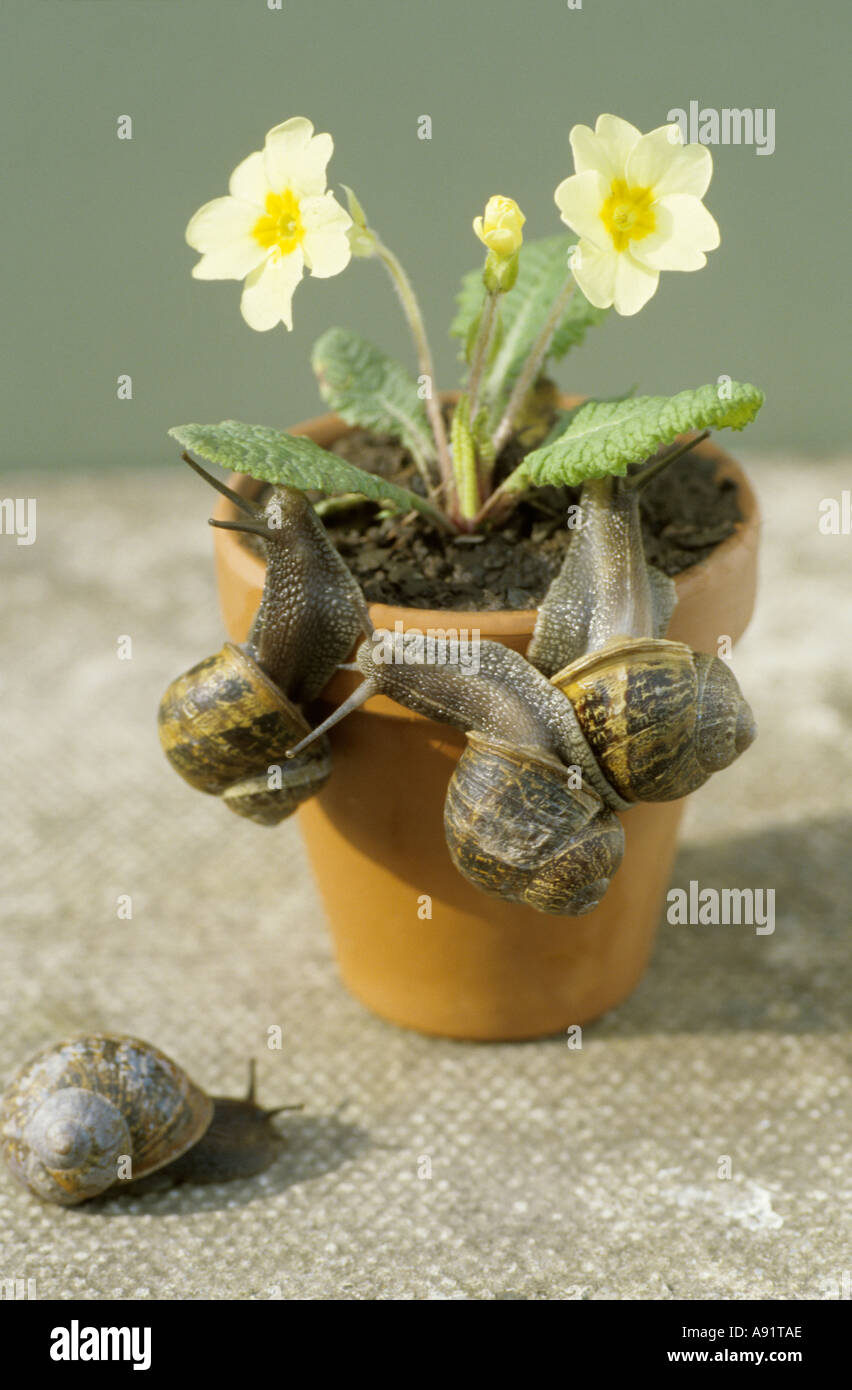 Schnecken auf einem Blumentopf Stockfotografie - Alamy