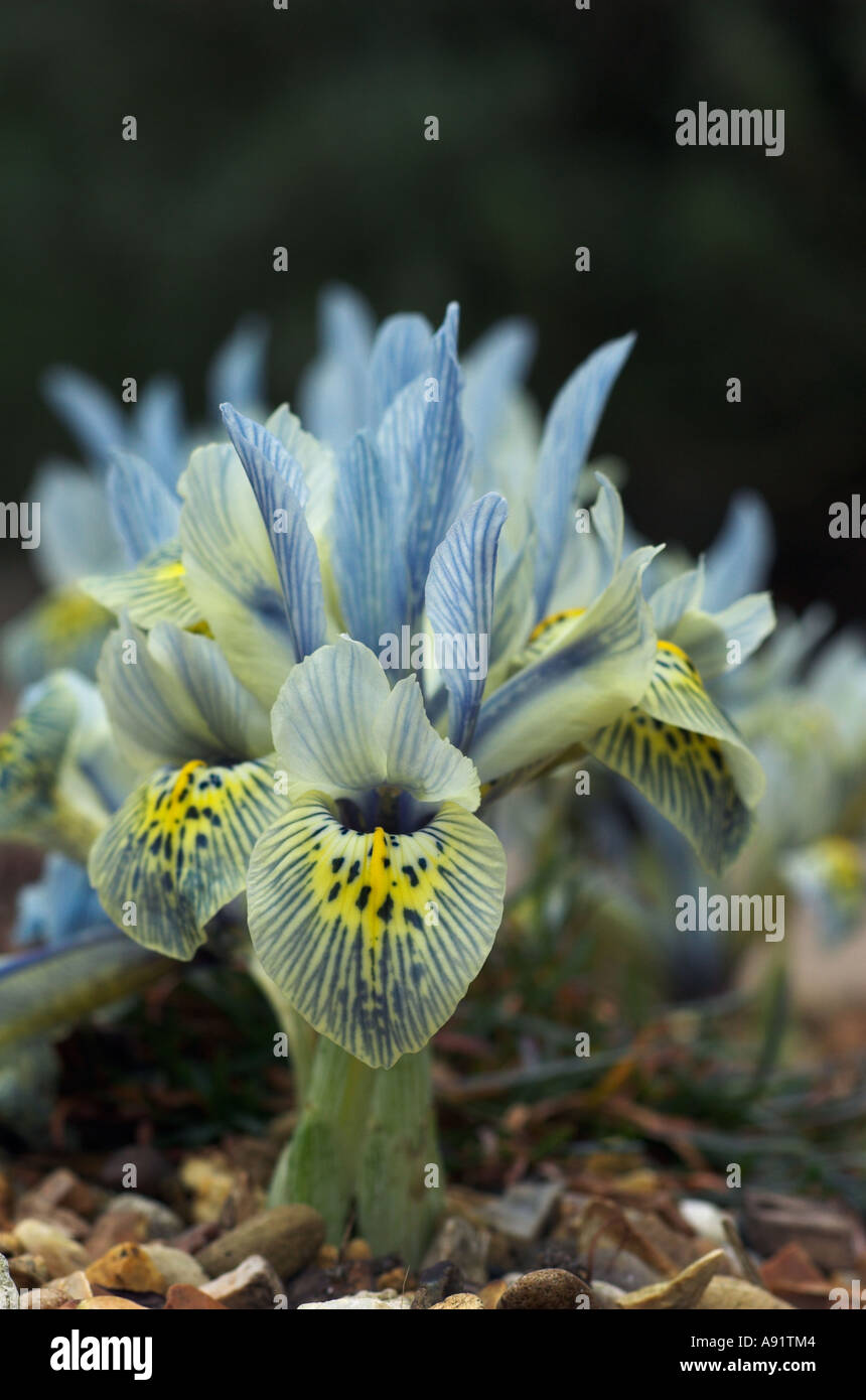 Iris Reticulata "Katherine Hodgkin" Stockfoto