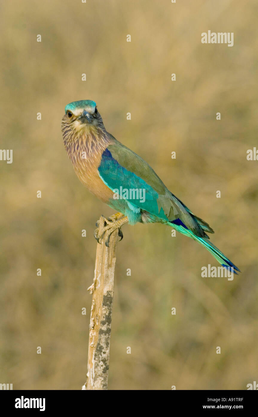 Indian Roller (Coracias Feige) Indien Kanha Nationalpark Stockfoto