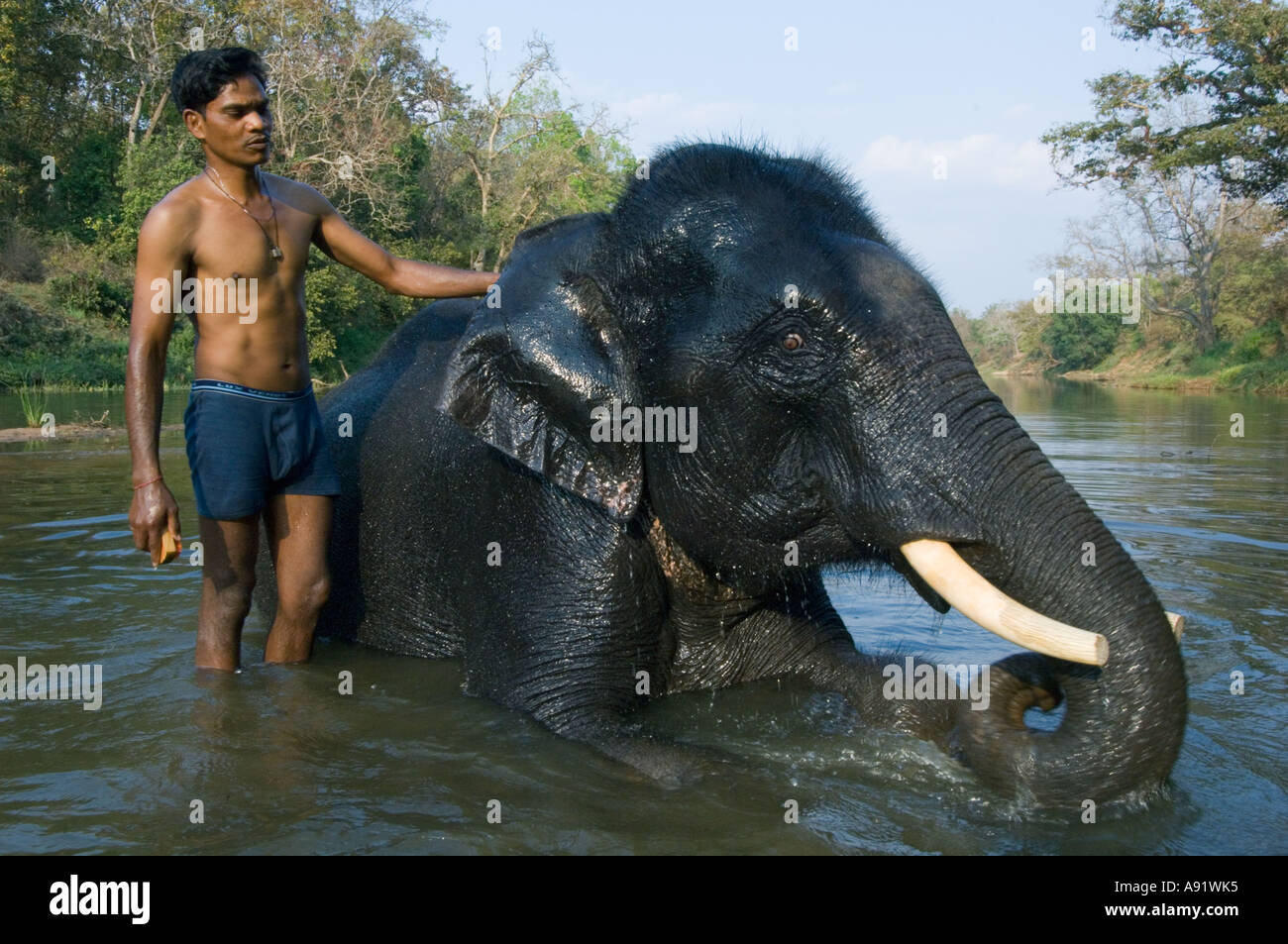 Indien, Kanha National Park, Mahout badet arbeiten Elefanten im Stream, Asiatischer Elefant (Elephas Maximus) Stockfoto