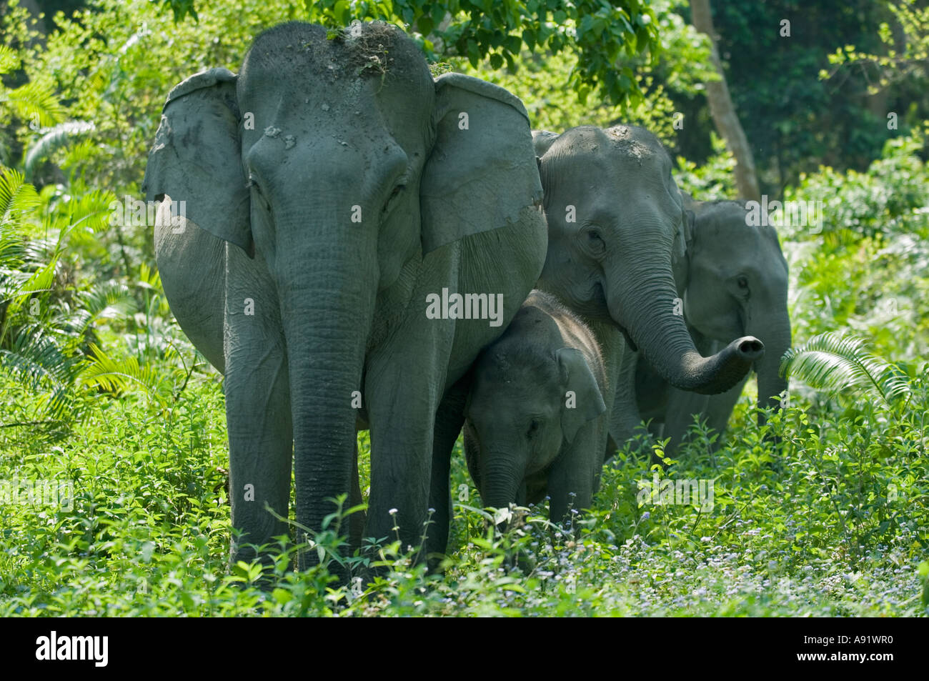 ASIATISCHE oder indische Elefant (Elephas Maximus) KAZIRANGA Nationalpark Assam Indien Familie im Wald Stockfoto