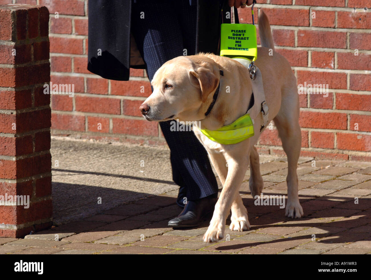 Blindenhund für Blinde, UK Stockfoto