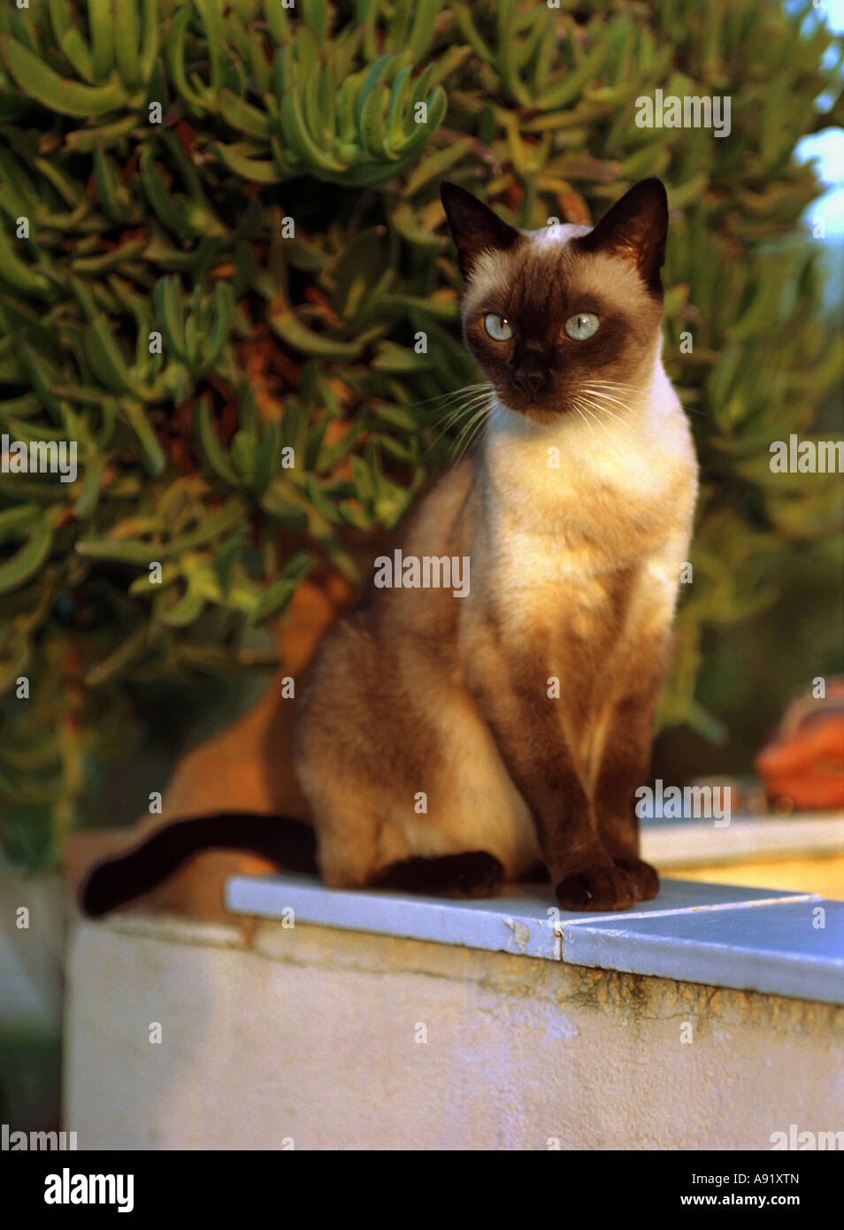Siamesische Katze - auf einer Mauer sitzend Stockfoto