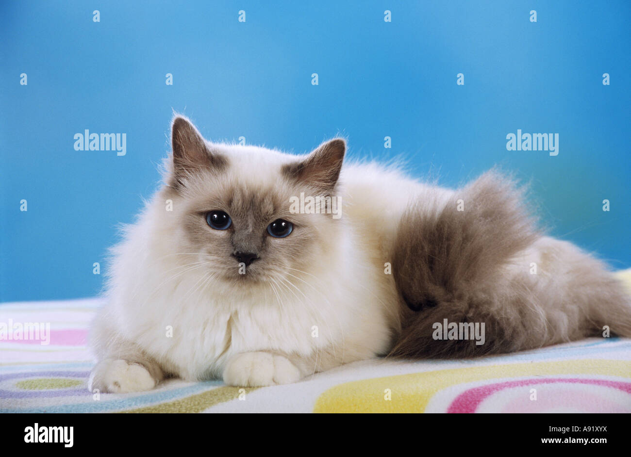 Heiligen Katze von Birma - liegend Stockfoto