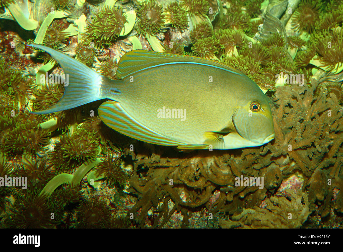 Gelbflossen-Doktorfisch / Acanthurus Xanthopterus Stockfoto