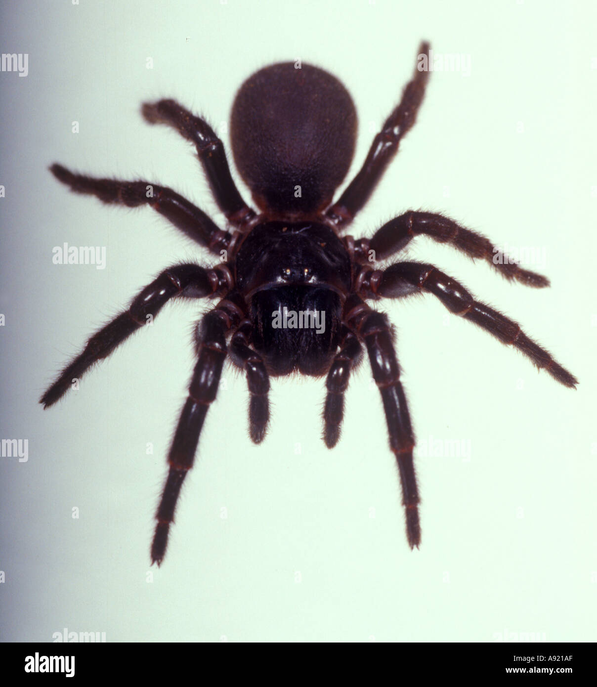 Funnel Web spider Stockfoto