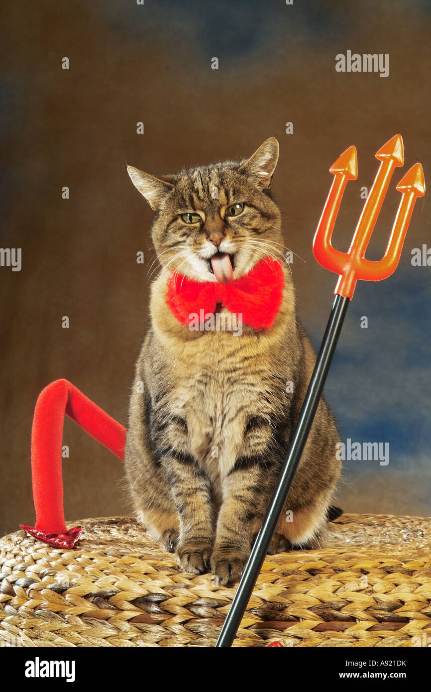Tabby Katze - Teufel Stockfoto