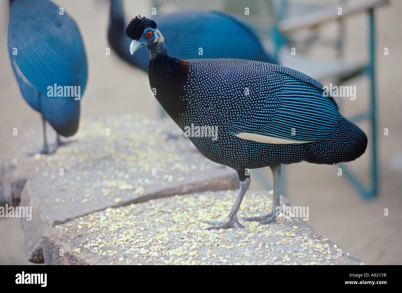 Crested Perlhühner / Guttera Pucherani Stockfoto