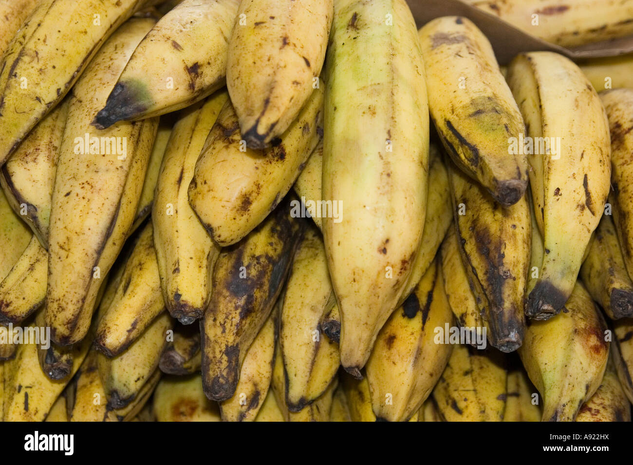 Kochbananen am Stadtmarkt Panamas. Panama City, Republik von Panama, Mittelamerika. Stockfoto