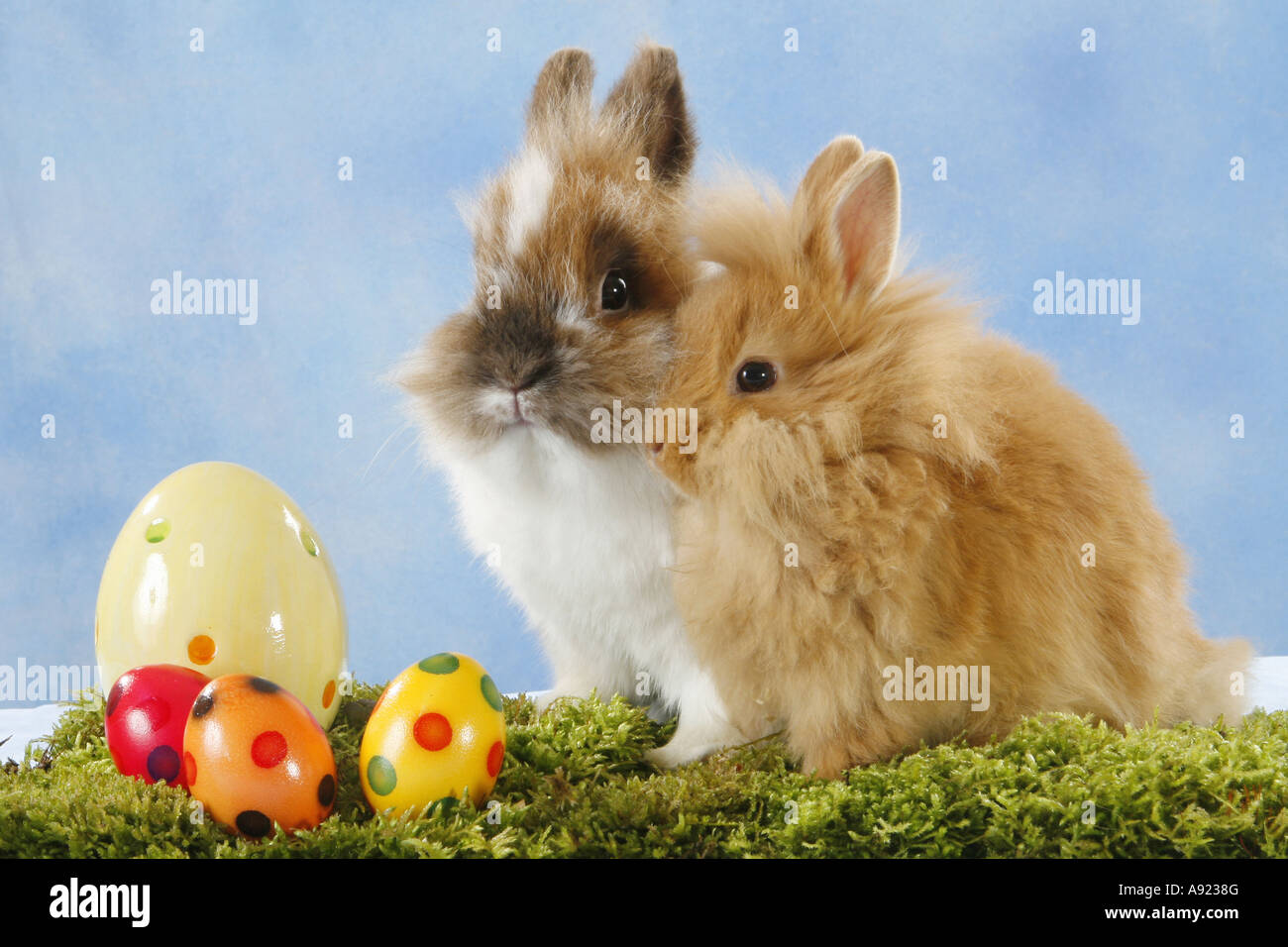 zwei Zwergkaninchen - mit Ostereiern Stockfoto