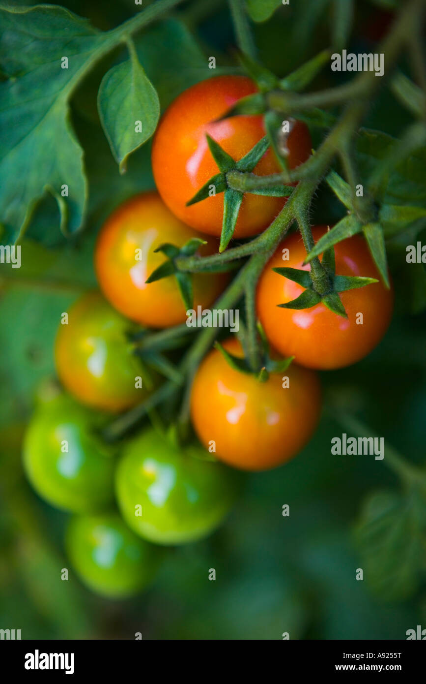 Tomaten-Zweig Stockfoto