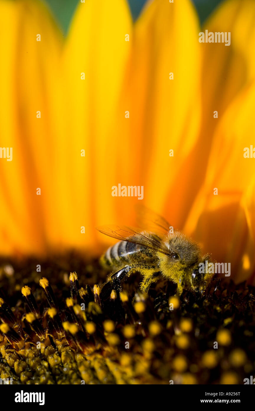 Sonnenblume mit einer Biene Stockfoto
