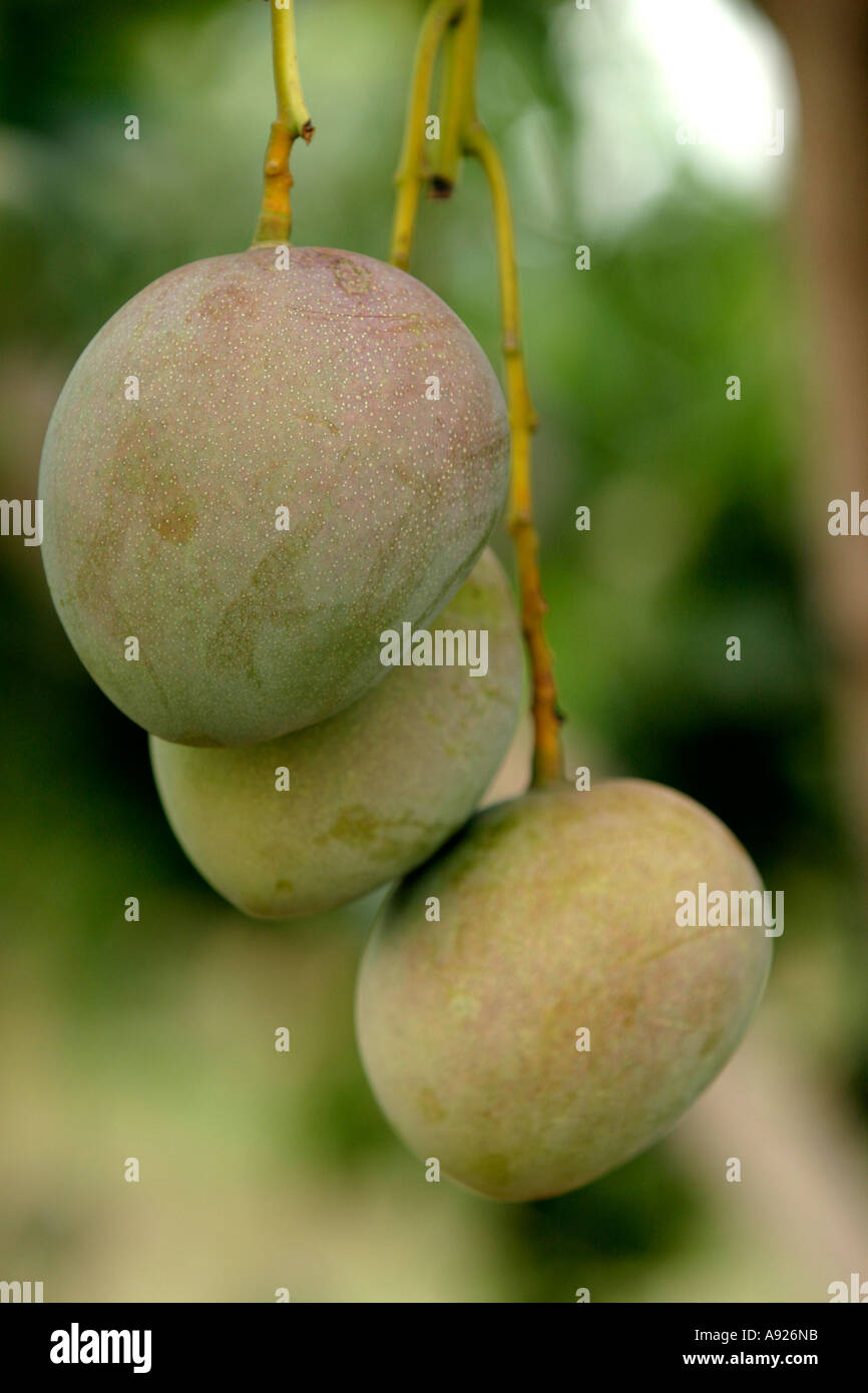 Mangos auf Baum Stockfoto