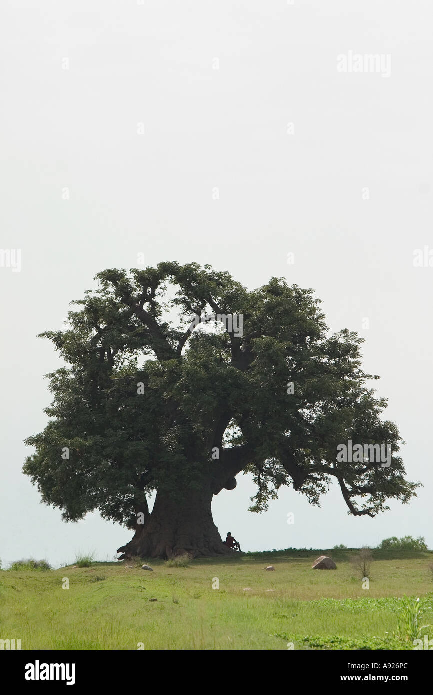 Silhouette des sitzenden unter großen Baobab-Baum Stockfoto