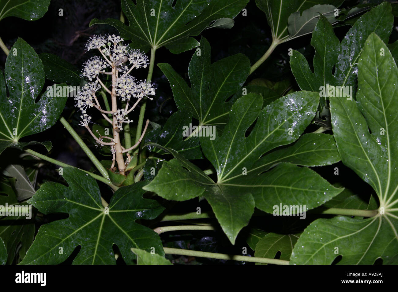 Fatsia japonica Stockfoto