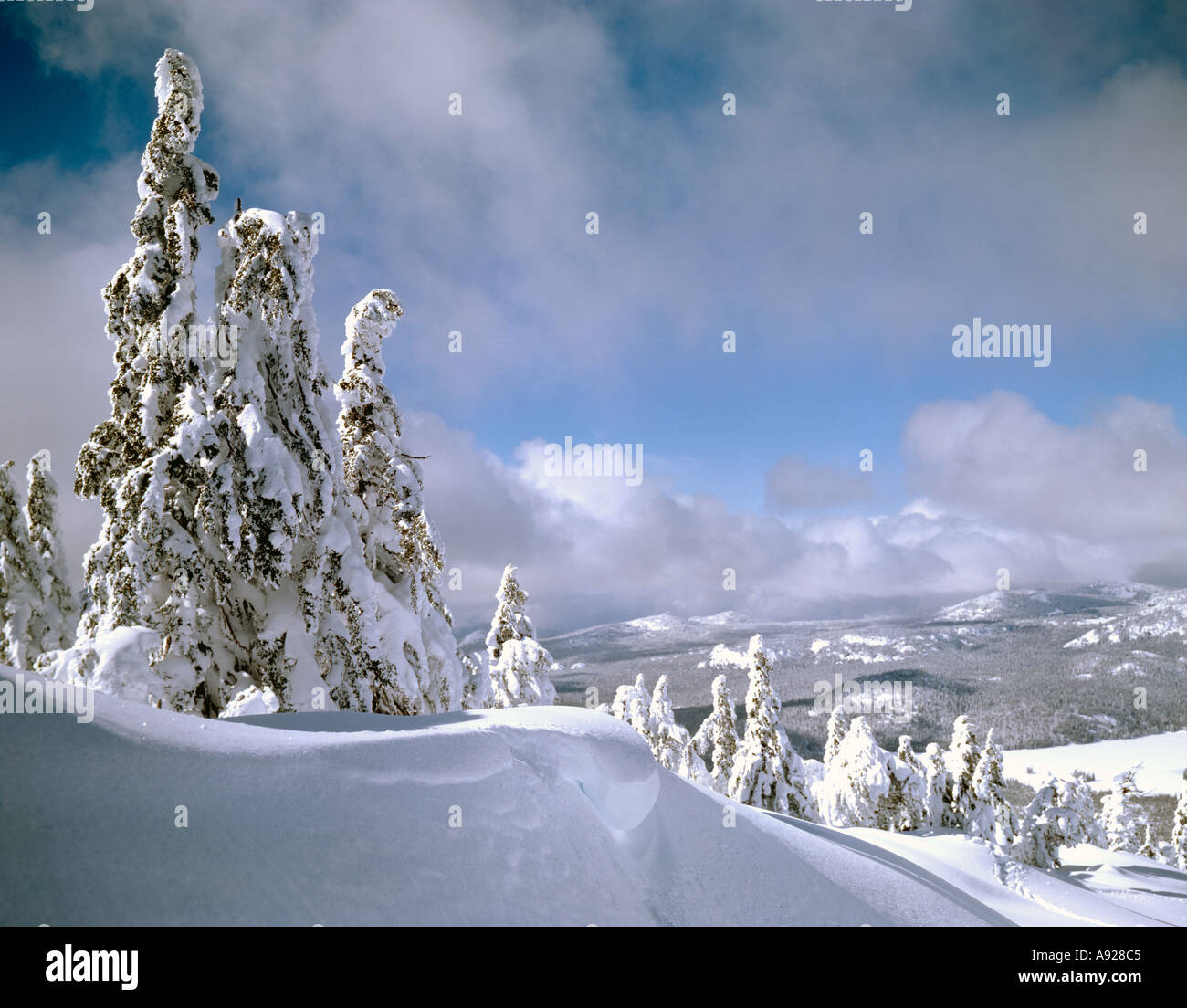 Schneebedeckte Bäume im Hochgebirge Stockfoto