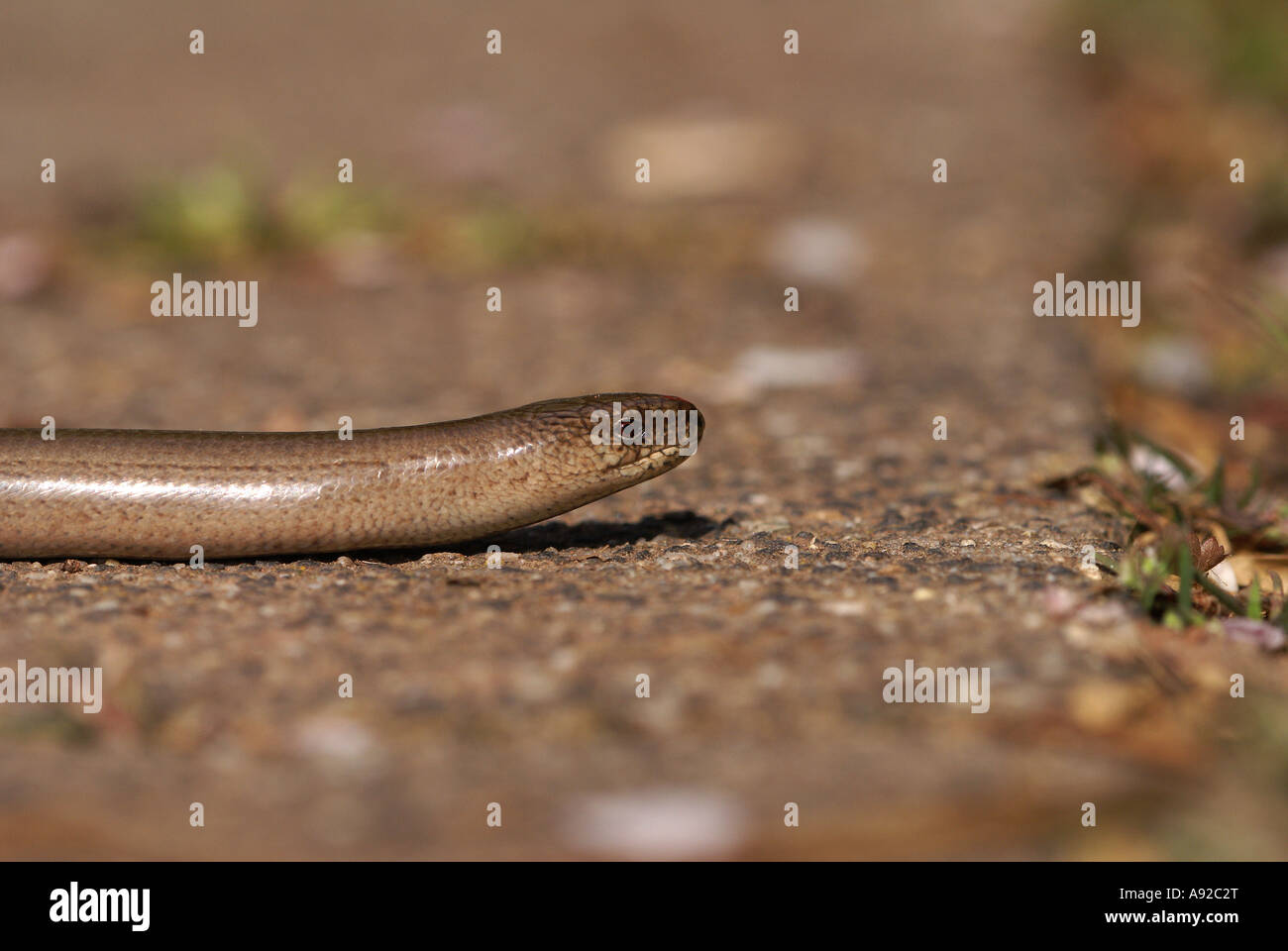 Blindworm (geschiedenen Fragilis) Stockfoto