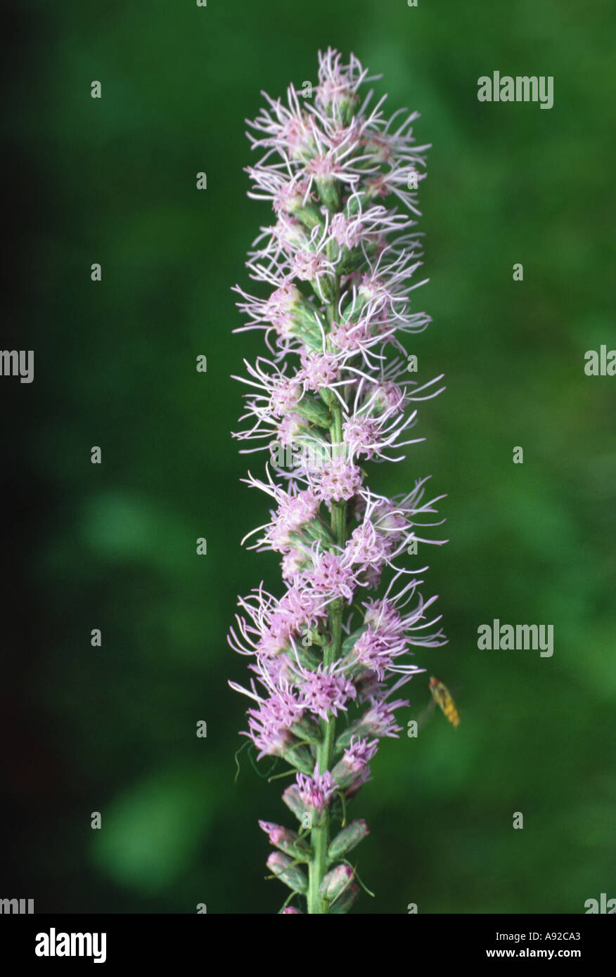 Heilpflanze Blazing Star Blossom Liatris Spicata Prachtscharte Stockfoto