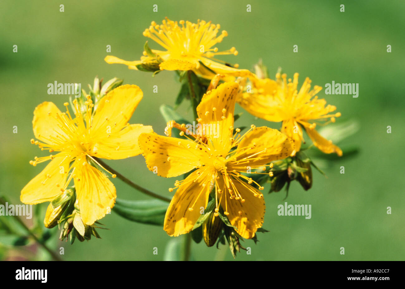 Johanniskraut, Hypericum Perforatum, auch bekannt als Tipton Unkraut, Kolophonium Rose, Goatweed, Jagd-Teufel, Klamath weed Stockfoto