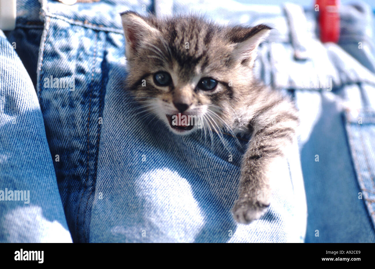 junge Katze, die sitzt in der Tasche einer Jeans Stockfoto