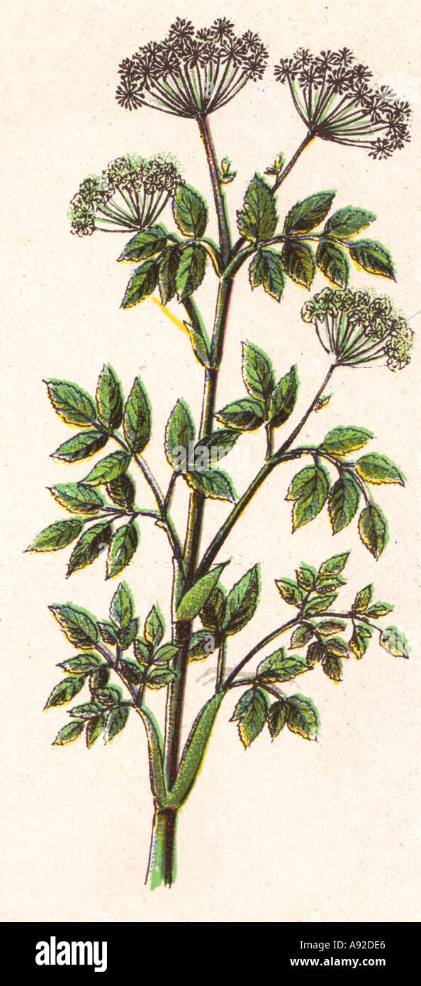 Heilpflanze Angelika Geschichtsbild Stockfoto